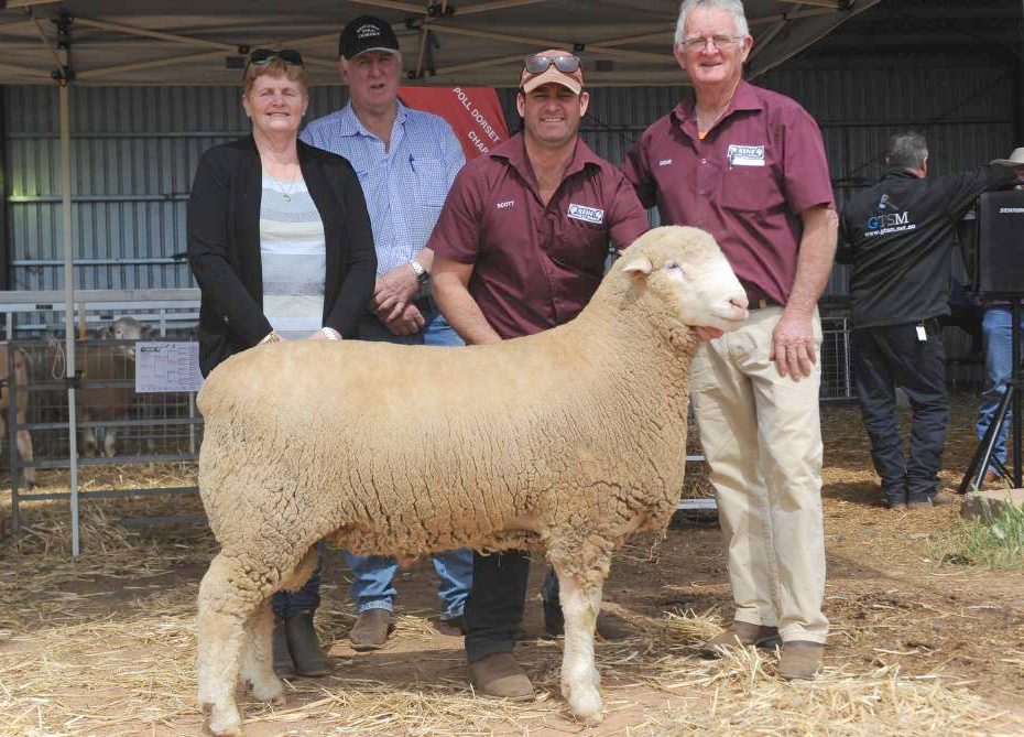 Rene Poll Dorset, White Suffolk and Charollais studs topped at $7000