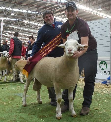 Ripper Rene sire wins supreme White Suffolk