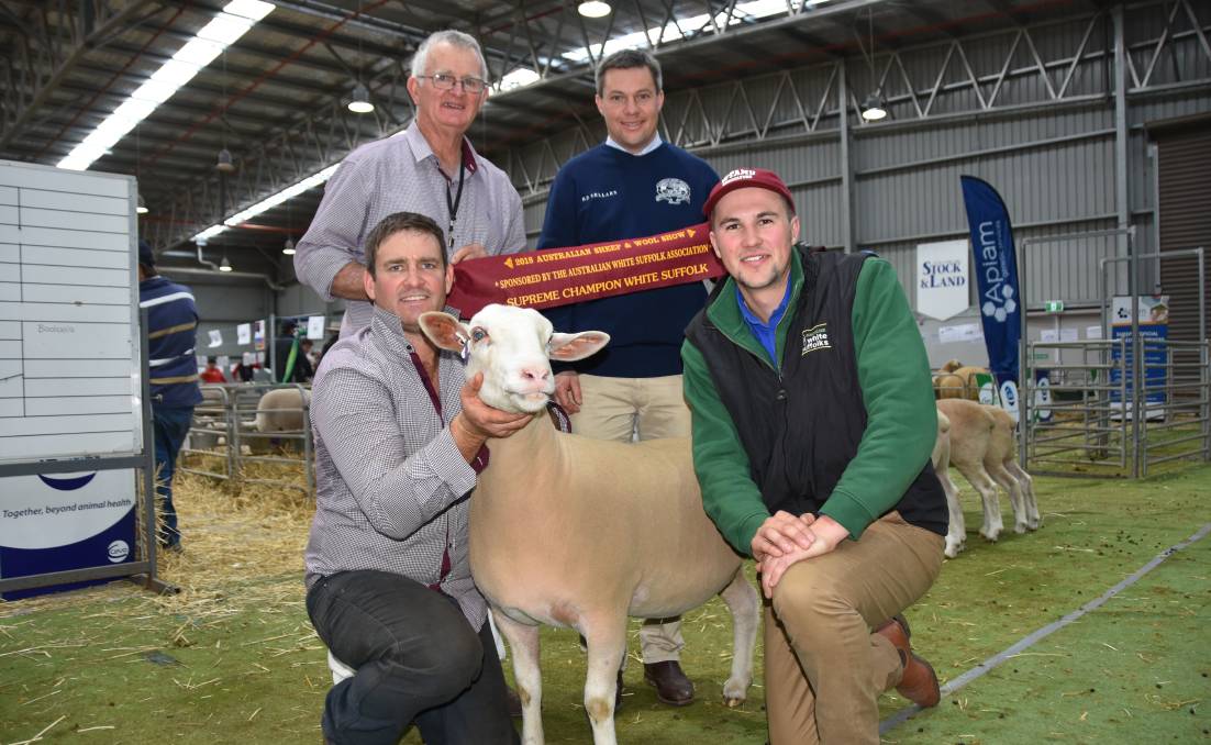 ‘Exceptional’ White Suffolk ewe wins for NSW stud