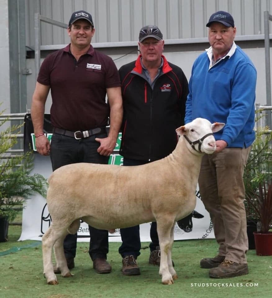 Interest in Somerset 180279 *Landrace*