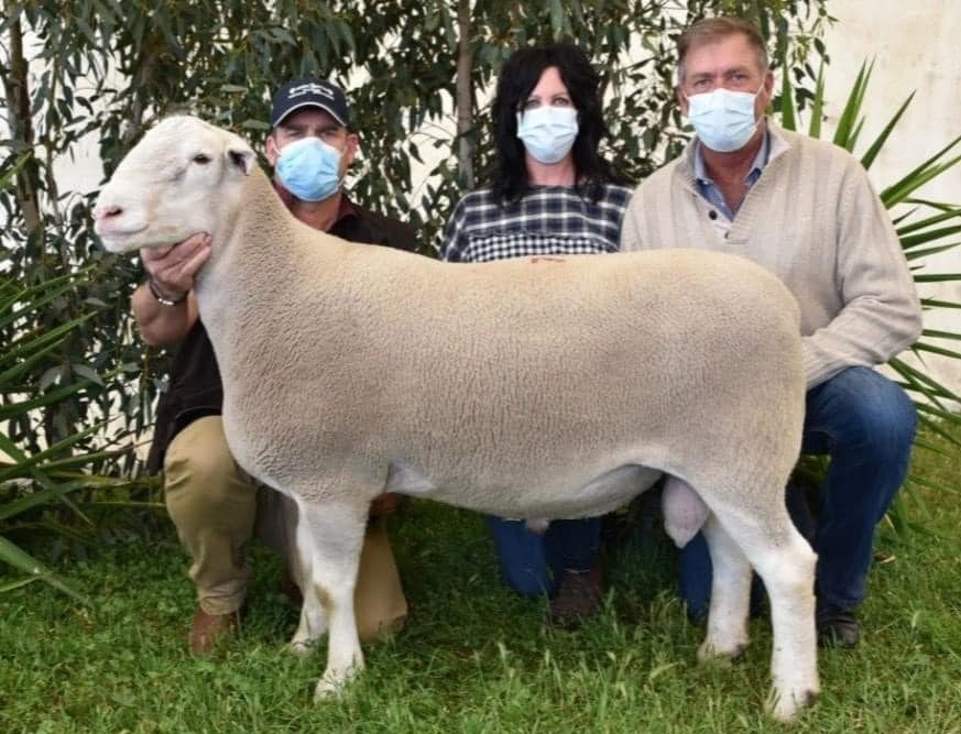 Introducing our newest Sire Detpa Grove “Roadmap” 200182