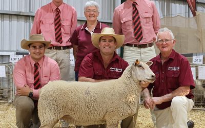 2023 Autumn Charollais Sale
