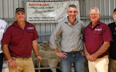 Charollais Information Day at Rene Stud – Charollais sheep breeders start on road to a branded product